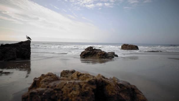Seagull Perched Rock Matador Beach Malibu — Stock Video