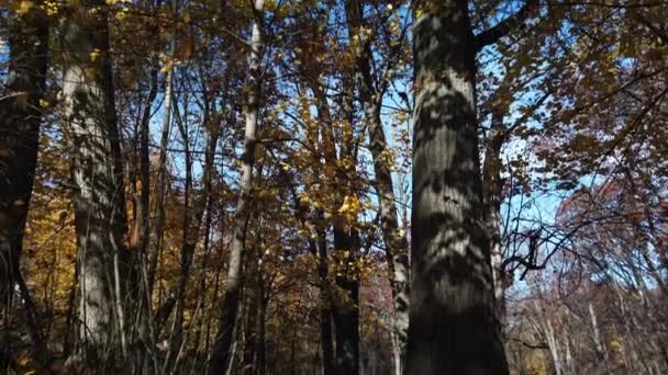 Quick Tilt Beautiful Forest Ground Level Tree Canopy Sky Showing — Stock Video