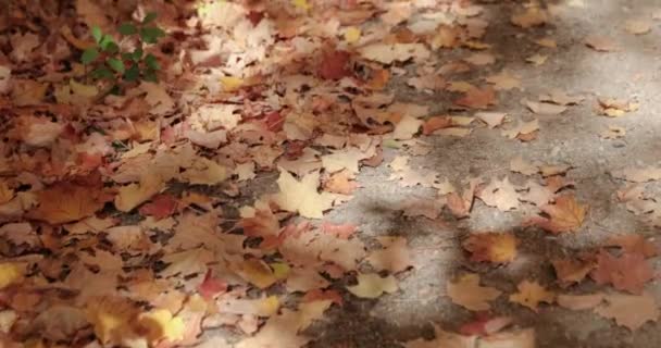 Walking Gravel Road Admiring Fallen Autumn Leaves Side Road — Stock Video