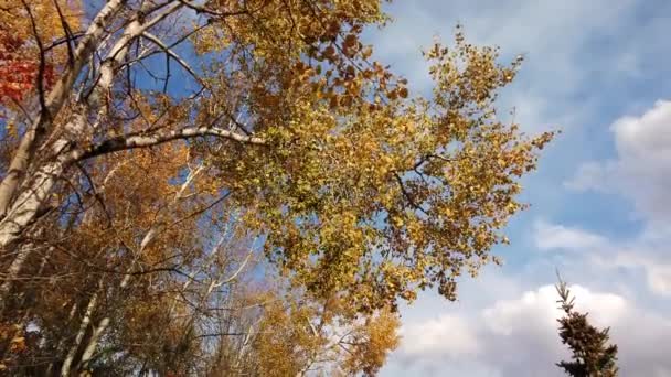 Wide Tilt Colourful White Birch Trees Country Trail Running Tree — Stock Video