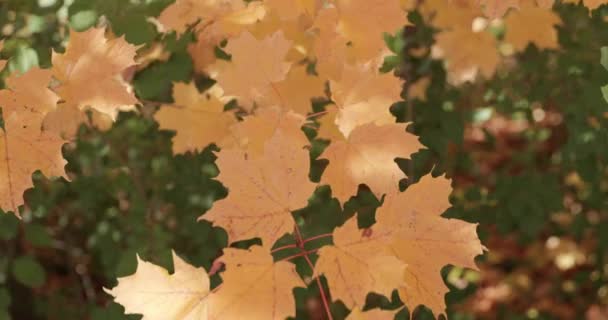 Χρυσοκίτρινο Φθινόπωρο Φύλλα Κινούνται Στο Αεράκι Μια Αυλή Αγρόκτημα Στο — Αρχείο Βίντεο
