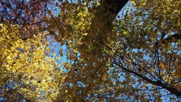 Circular Shot Moving Ant Clockwise Looking Upwards Fall Tree Canopy — Stock Video