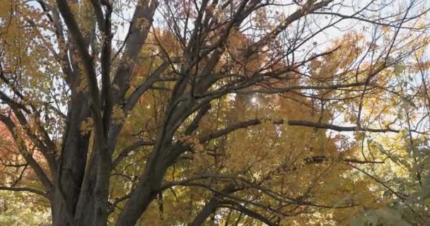 Солнце Проникает Сквозь Навес Осенних Деревьев Время Осени Гатино Квебек — стоковое видео