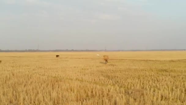 Mezőgazdasági Munkások Betakarítása Rizsföldeken — Stock videók