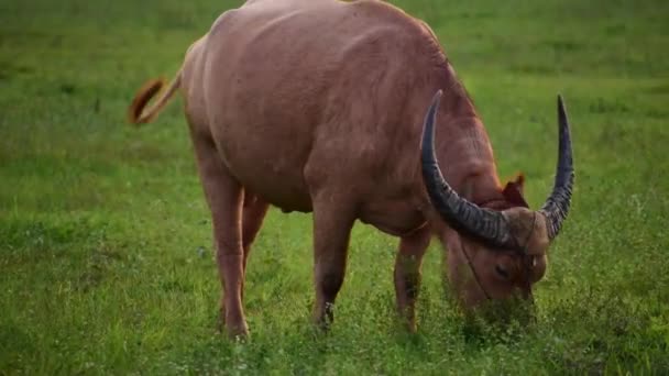 Tämjd Brun Asiatisk Vild Vatten Buffel Tugga Gräs — Stockvideo