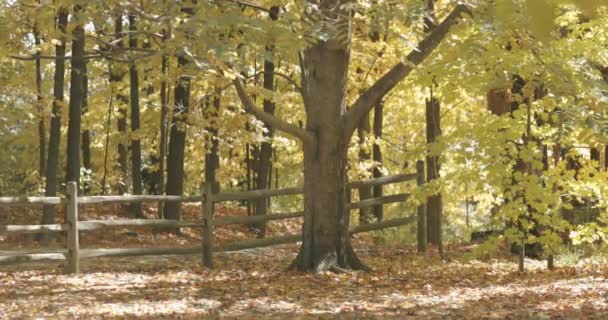 Sonniger Herbsttag Auf Dem Bauernhof Eingezäunten Hinterhof Mit Schönen Bäumen — Stockvideo