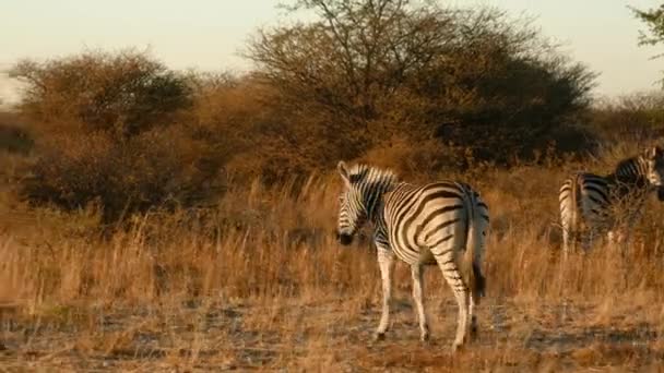 Zebra Går Vid Solnedgången Botswana Rörliga Skott Avslöjar Annan Zebra — Stockvideo