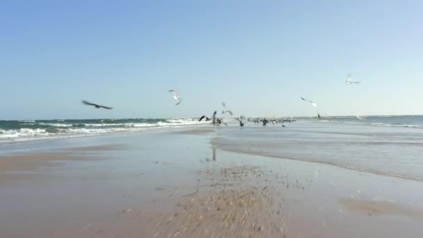 Bandos Gaivotas Voando Acima Spray Oceânico Belo Dia Portugal — Vídeo de Stock