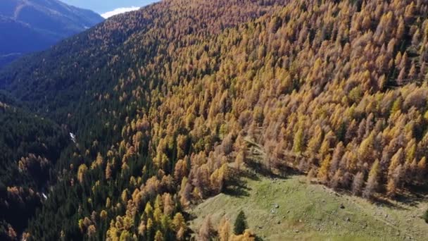 Dennenbos Oranje Herfst Alpen Van Trentino Lagorai Vanuit Lucht — Stockvideo