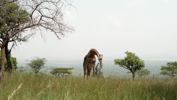 Machtig Nieuwsgierig Hoog Giraffe Grazen Akagera National Park Rwanda Afrika — Stockvideo