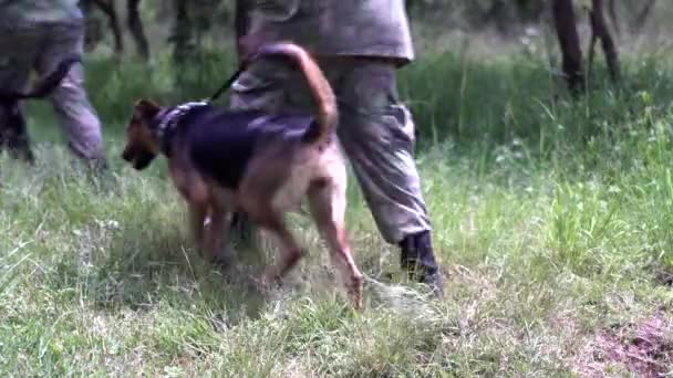 Soldater Med Rannsakande Hundar Patrullerar Ett Fält — Stockvideo