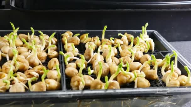 Microgreens Semillas Guisante Días Edad Fondo Regado — Vídeos de Stock