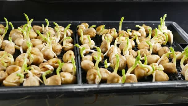 7日龄微绿豆种子 — 图库视频影像