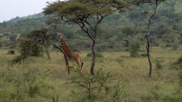 Akagera Ulusal Parkı Ruanda Garip Zürafa Davranışları — Stok video