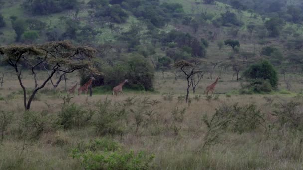 Distant Tower Herd Giraffes Akagera National Park Rwanda Africa — Stock Video