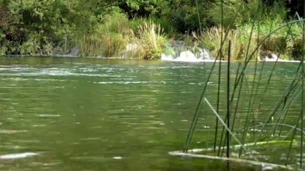 Agua Que Fluye Sobre Estanque Verde Esmeralda Con Estrechas Plantas — Vídeo de stock