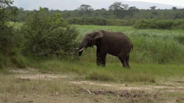 Wypas Wrażliwych Słoni Tuskerowych Parku Narodowym Akagera Rwanda Afryka — Wideo stockowe