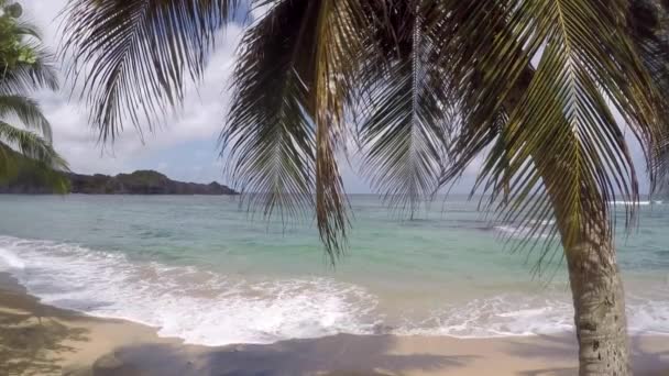 Nyugodt Tenger Rooling Trópusi Tengerparton Miközben Pálmafa Lassan Mozog Szél — Stock videók