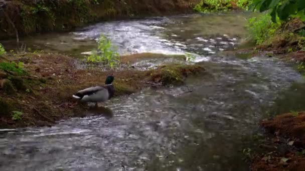 Ánade Real Prepara Mientras Está Pie Junto Arroyo Parque Nacional — Vídeo de stock