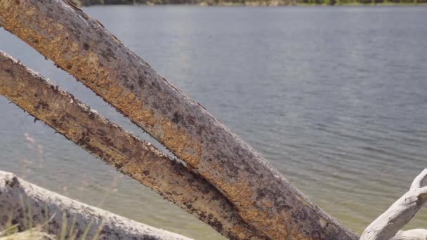 Nahaufnahme Alter Umgestürzter Bäume Ufer Des Park Reservoir Bighorn National — Stockvideo