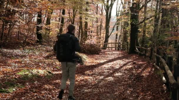Man Loopt Door Een Bos Omringd Door Herfstkleuren Met Het — Stockvideo
