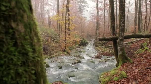 Дерево Переднем Плане Река Бегущая Чистой Рекой Заднем Плане Осенью — стоковое видео