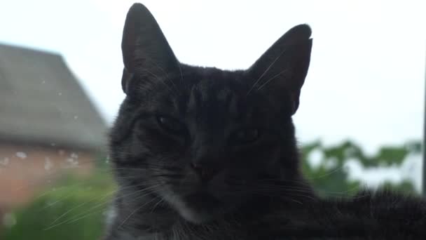 Pencere Pervazında Uzanırken Esneyen Uykucu Bir Kedi — Stok video