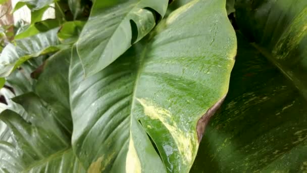 Regndroppar Faller Tropiska Växter Gröna Blad Rör Sig Grund Vinden — Stockvideo