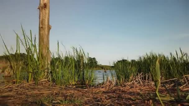 Низкий Угол Движения Травы Кустарника Болот — стоковое видео