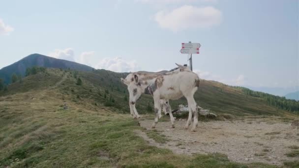 Estático Médio Tiro Burros Brancos Pastando Caminho Montanha Dolomitas Durante — Vídeo de Stock