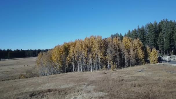 Drone Disparo Árboles Amarillos Durante Una Fría Tarde Otoño Eleva — Vídeo de stock