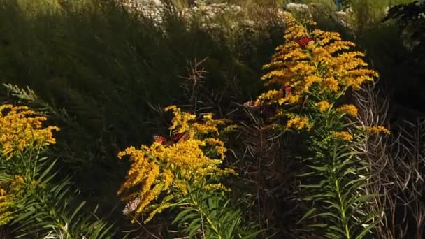 Середній Повільний Постріл Монарха Метеликів Літають Чіпляються Золотистих Квітів — стокове відео