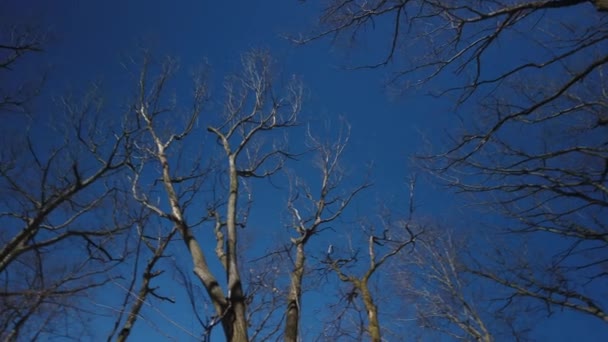 Tiro Giratório Largo Olhando Para Cima Carvalhos Intemperizados Contra Céu — Vídeo de Stock