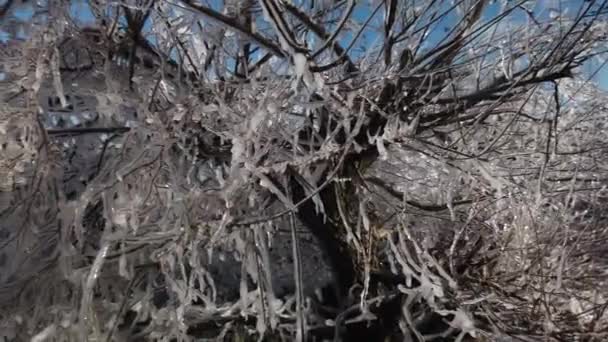 Панировочный Снимок Покрытой Льдом Растительности Бесплодном Берегу Озера Онтарио — стоковое видео