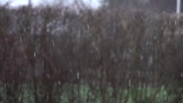 Śnieg Pada Tle Natury 60P — Wideo stockowe