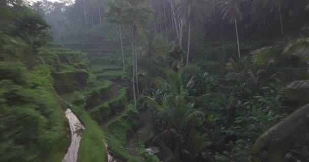 Cinematic Aerial View Lonely Woman Stående Exotiska Landskap Risfält Bali — Stockvideo