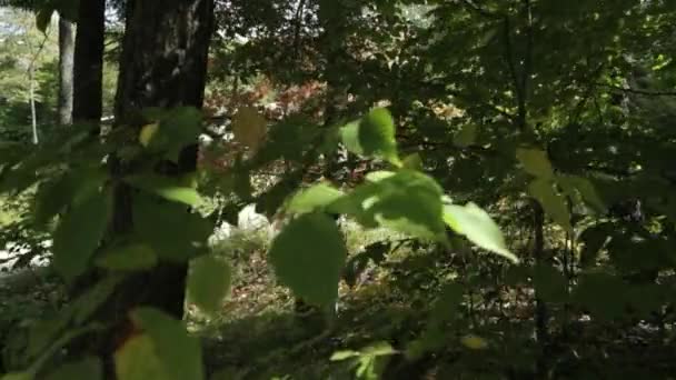 位于魁北克韦克菲尔德的Le Belvdre活动中心的招待所从森林树后面被发现 — 图库视频影像
