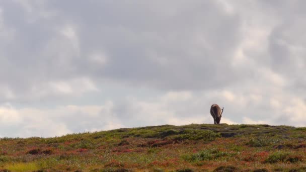 Renna Pascolo Cima Alla Collina Rurale Contro Paesaggio Nuvoloso Luce — Video Stock