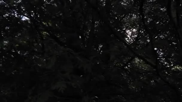 캐나다 퀘벡주의 가운데에서 이나무들 사이로 눈부시게 빛나고 무성하고 뒤에서 아름다운 — 비디오