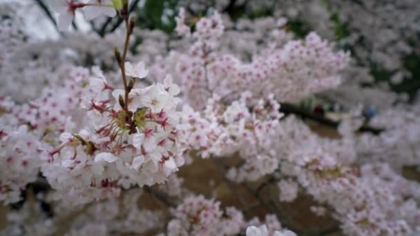 Sakura Blomma Körsbärsblommor Japan Shinjuku Gyoen National Garden — Stockvideo