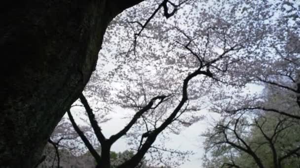 Cherry Blossom Trees Shinjuku Gyoen National Garden Japan Sakura Season — Stock Video