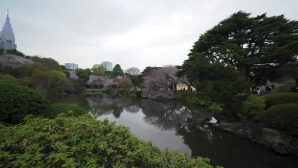Docomo Yoyogi Building Shinjuku Gyoen National Garden Japan Cherry Blossom — стокове відео