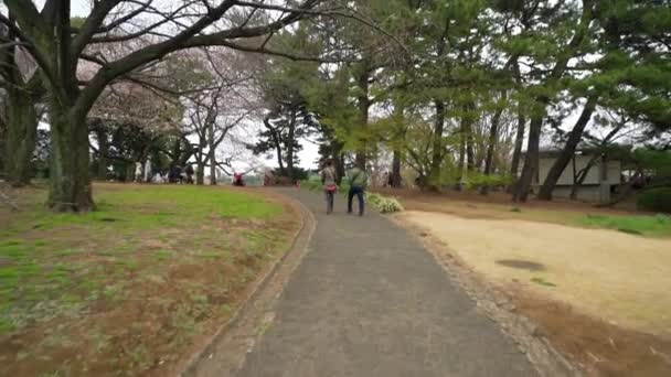 Цветущая Сакура Японском Саду Shinjuku Gyoen Национальный Сад — стоковое видео