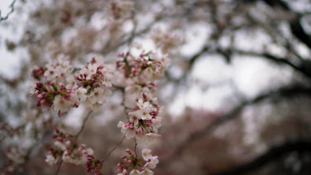Árvore Flor Cerejeira Sakura Japão Bela Flor Primavera Tóquio — Vídeo de Stock