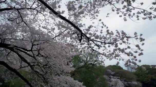 Ntt Docomo Yoyogi Building Shunjuku Gyoen National Garden Japan Cherry — стокове відео