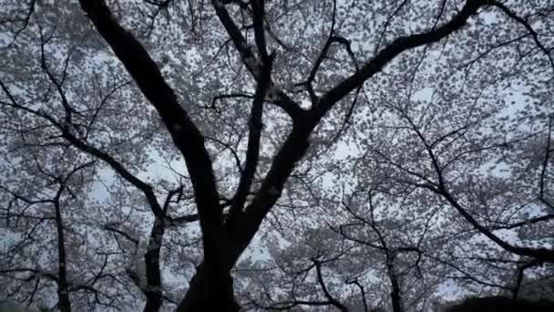 Drzewo Wiśni Japonii Ogrodzie Narodowym Shinjuku Japonia — Wideo stockowe