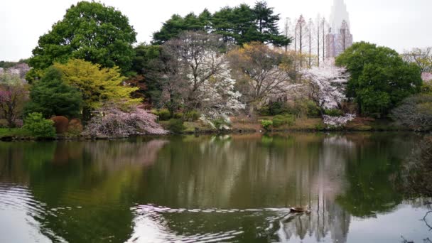 See Mitten Kirschblütengarten Mit Wasser Watenden Enten Japanischen Shinjuku Gyopen — Stockvideo