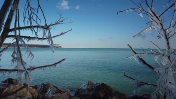 Szerokie Ujęcie Lewej Prawej Panoramy Terenu Jeziora Ontario Zamarznięte Drzewa — Wideo stockowe