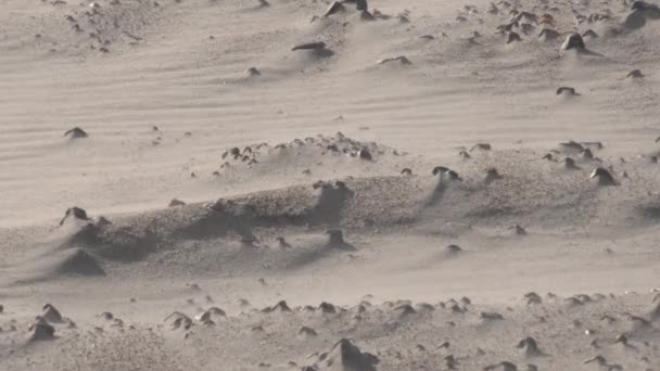 Zblízka Záběr Bouřlivý Vítr Foukající Písková Zrna Pláži Během Slunečného — Stock video