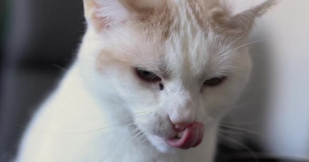 Krásná Bílá Oranžová Kočka Olizuje Rty Pak Zívá Opravdu Široce — Stock video